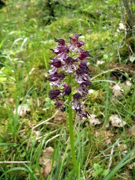 2008 05 Martel,orchidées à foison 02